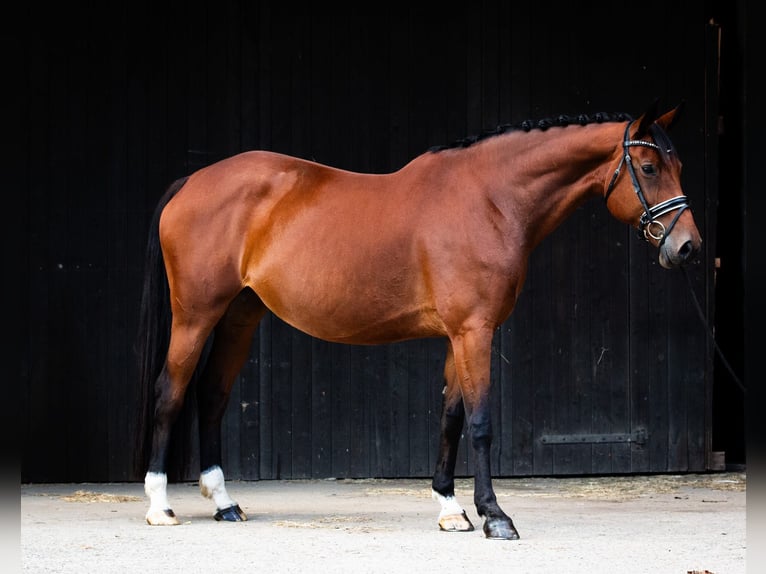 Hanoverian Mare 10 years 16,2 hh Brown in Schnega L&#xFC;tenthien