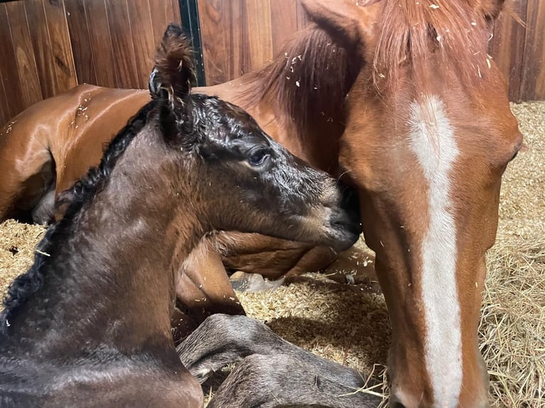 Hanoverian Mare 10 years 16,2 hh Chestnut-Red in Minden