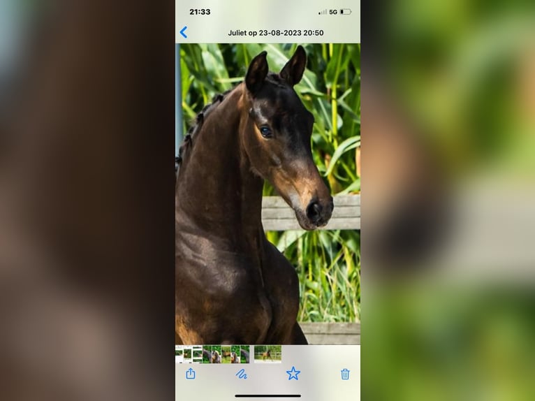 Hanoverian Mare 10 years 16,2 hh Chestnut-Red in Minden