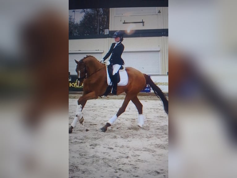 Hanoverian Mare 10 years 16,2 hh Chestnut-Red in Minden