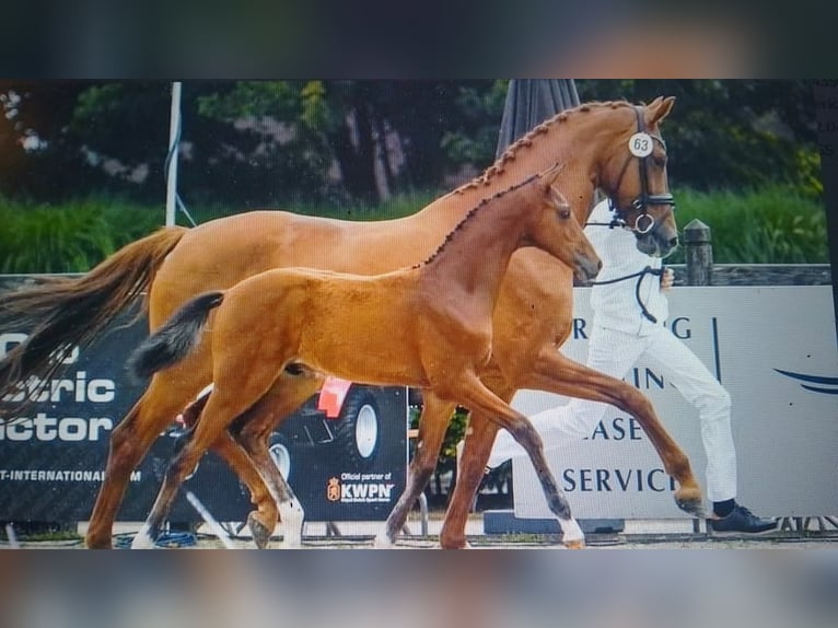 Hanoverian Mare 10 years 16,2 hh Chestnut-Red in Minden