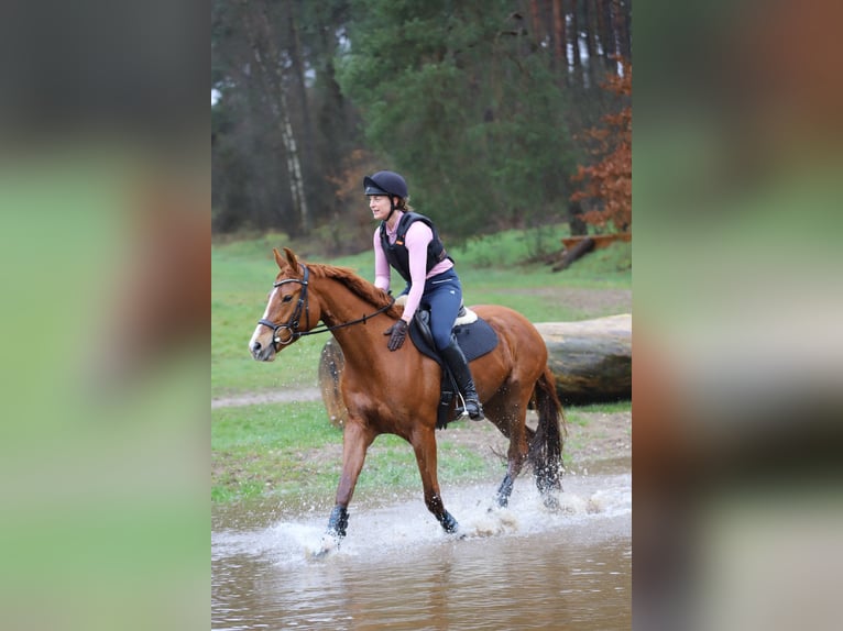 Hanoverian Mare 10 years 16,2 hh Chestnut-Red in Isernhagen
