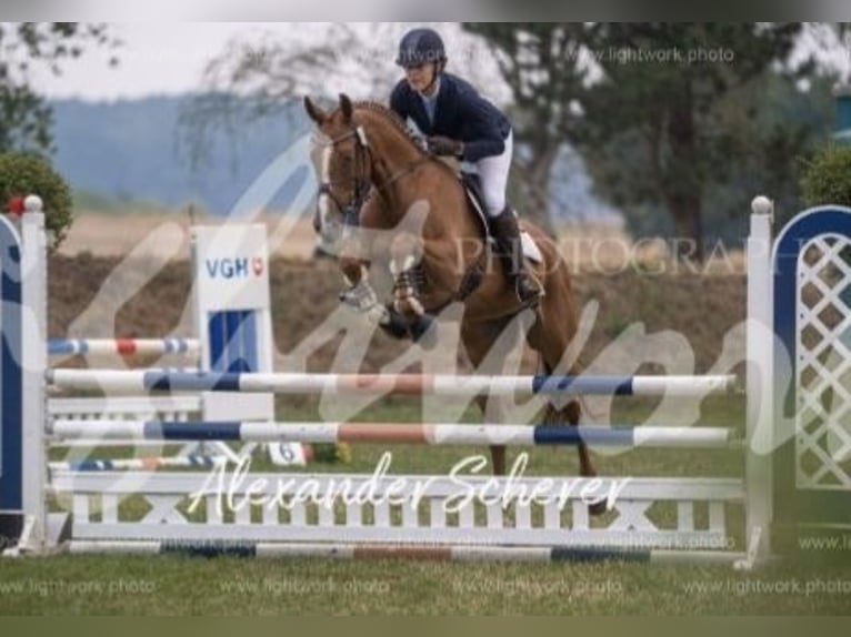 Hanoverian Mare 10 years 16,2 hh Chestnut-Red in Isernhagen
