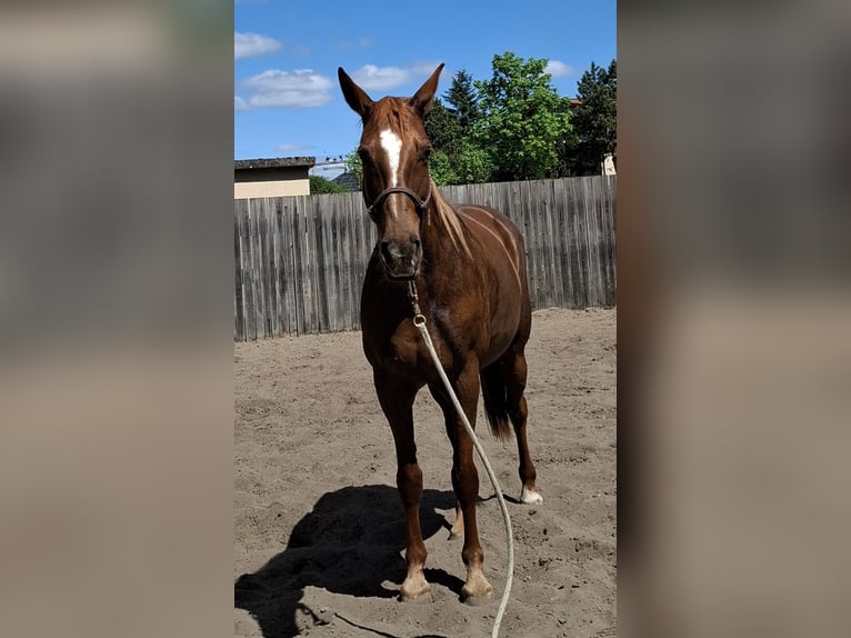 Hanoverian Mare 10 years 16,2 hh Chestnut-Red in Rathenow