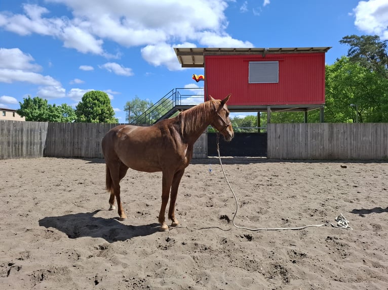 Hanoverian Mare 10 years 16,2 hh Chestnut-Red in Rathenow