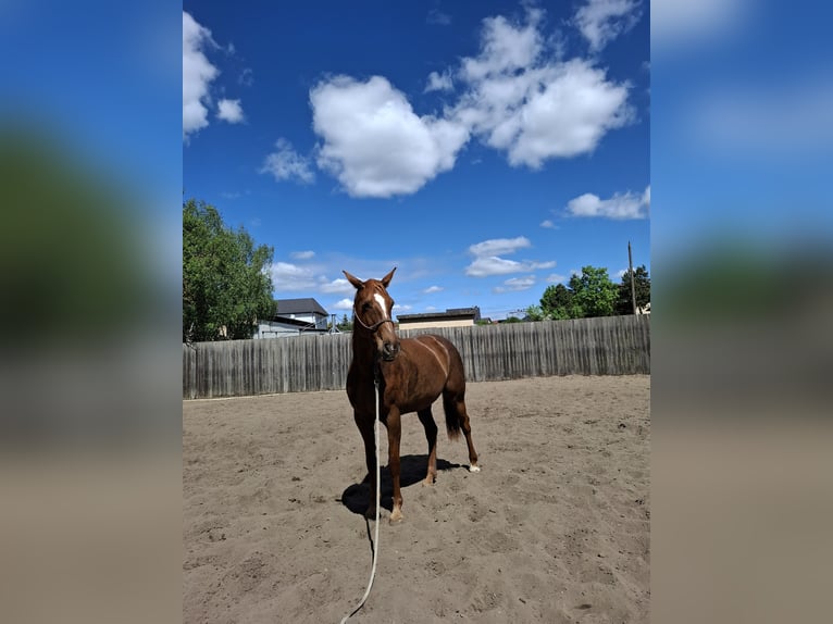 Hanoverian Mare 10 years 16,2 hh Chestnut-Red in Rathenow