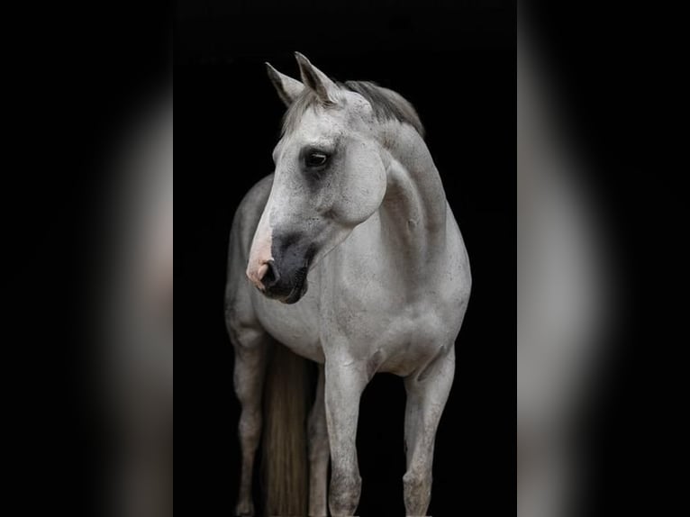 Hanoverian Mare 10 years 16,2 hh Gray in Bösel
