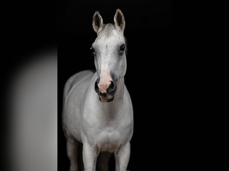 Hanoverian Mare 10 years 16,2 hh Gray in Bösel
