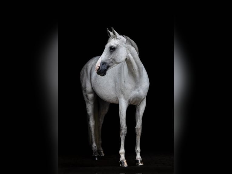 Hanoverian Mare 10 years 16,2 hh Gray in Bösel
