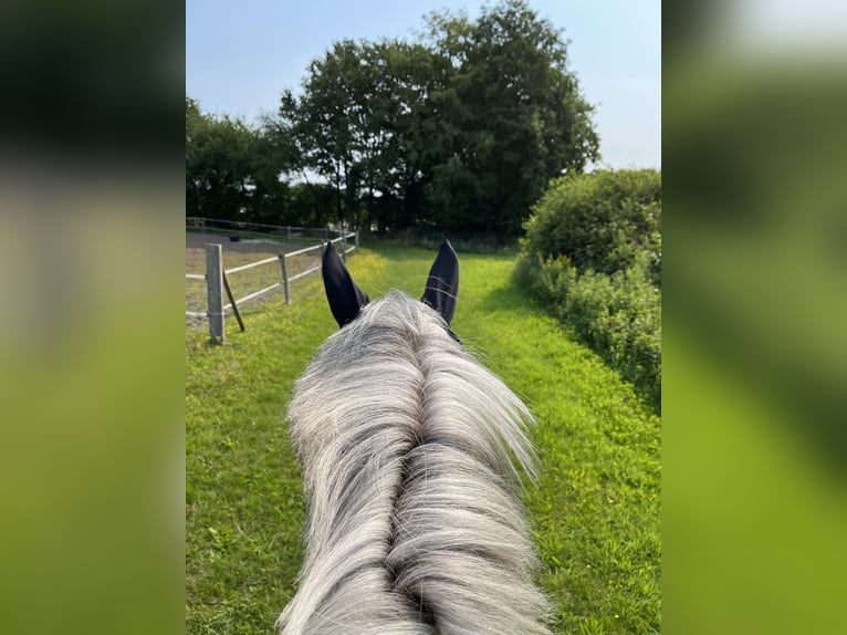 Hanoverian Mare 10 years 16,2 hh Gray in Bösel