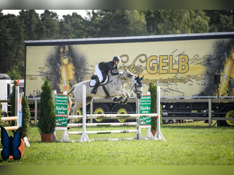 Hanoverian Mare 10 years 16,2 hh Grey in Bad Liebenwerda