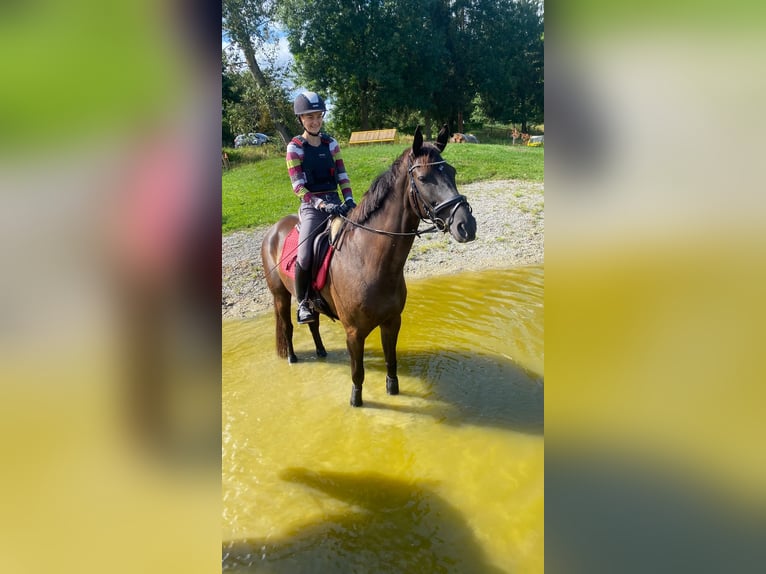 Hanoverian Mare 10 years 16,2 hh Smoky-Black in Gro&#xDF;enl&#xFC;der