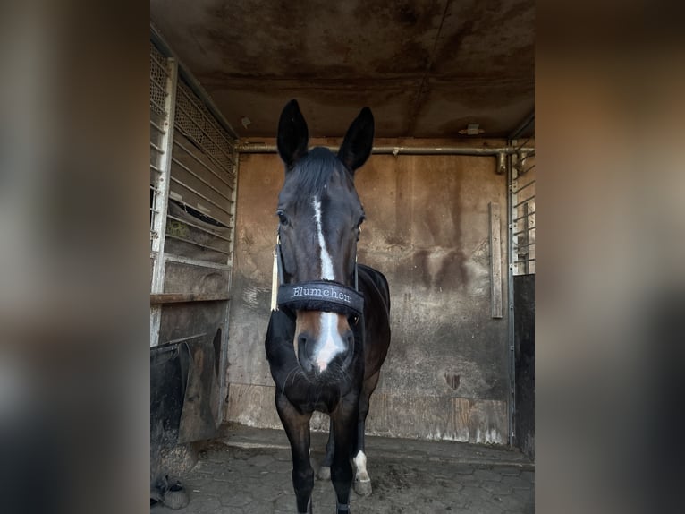 Hanoverian Mare 10 years 16,3 hh Bay-Dark in Hamburg