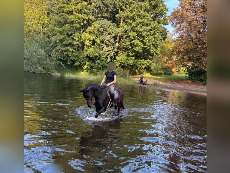 Hanoverian Mare 10 years 16,3 hh Bay-Dark in Lüdinghausen