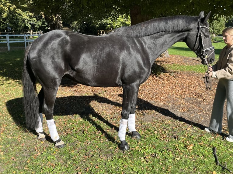 Hanoverian Mare 10 years 16,3 hh Black in Hamm
