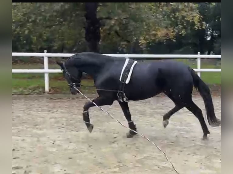 Hanoverian Mare 10 years 16,3 hh Black in Hamm