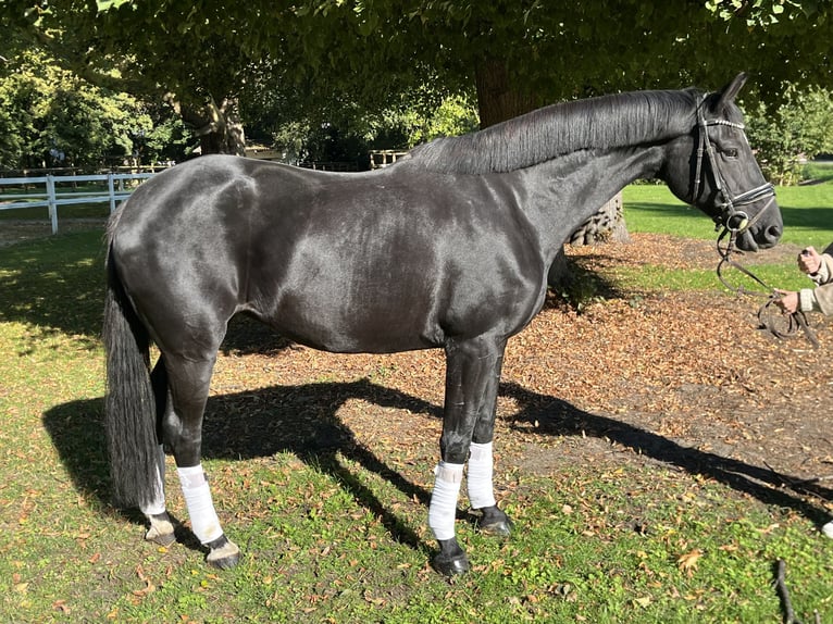 Hanoverian Mare 10 years 16,3 hh Black in Hamm