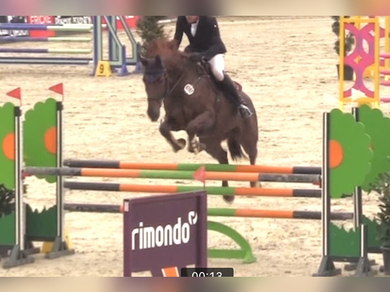 Hanoverian Mare 10 years 16,3 hh Chestnut-Red in Schneverdingen