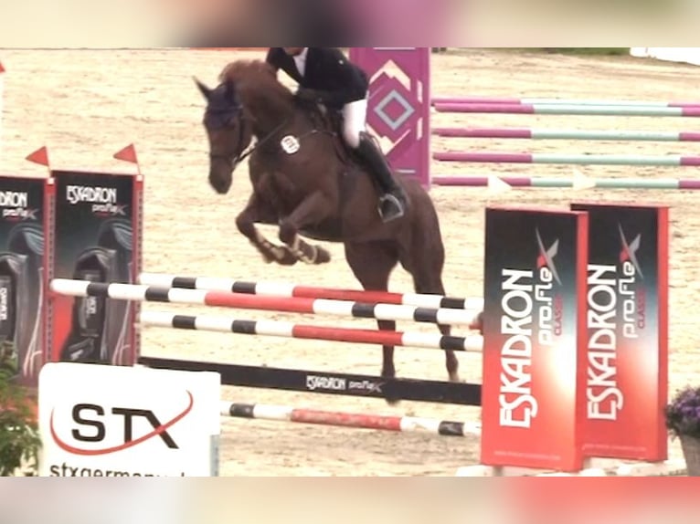 Hanoverian Mare 10 years 16,3 hh Chestnut-Red in Schneverdingen