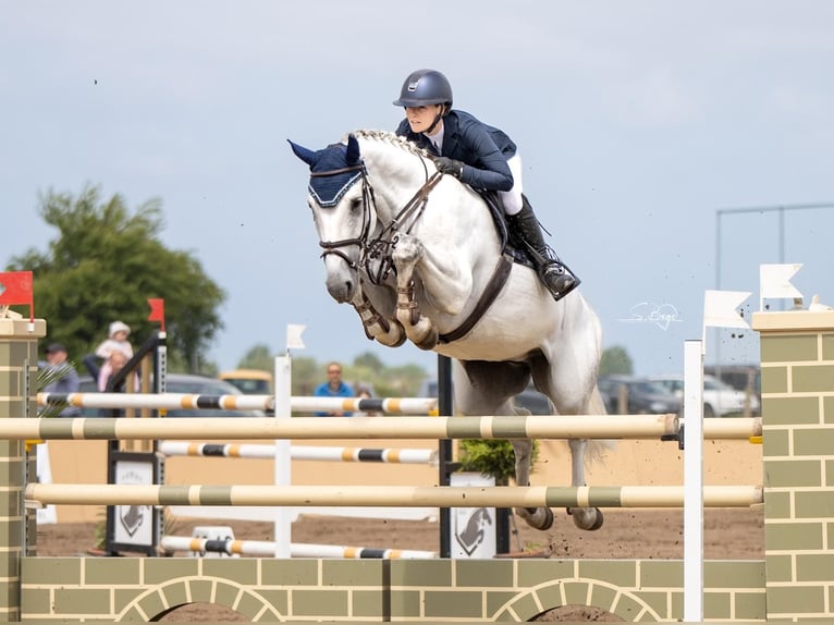 Hanoverian Mare 10 years 16,3 hh Grey in Suhlendorf