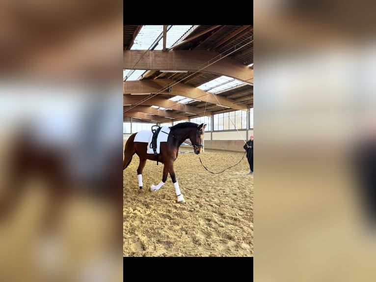 Hanoverian Mare 10 years 17,1 hh Bay-Dark in Altenberge