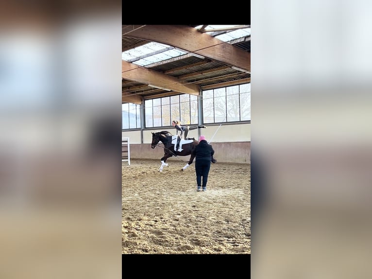 Hanoverian Mare 10 years 17,1 hh Bay-Dark in Altenberge