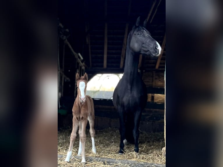 Hanoverian Mare 10 years 17.1 hh Black in Lienen