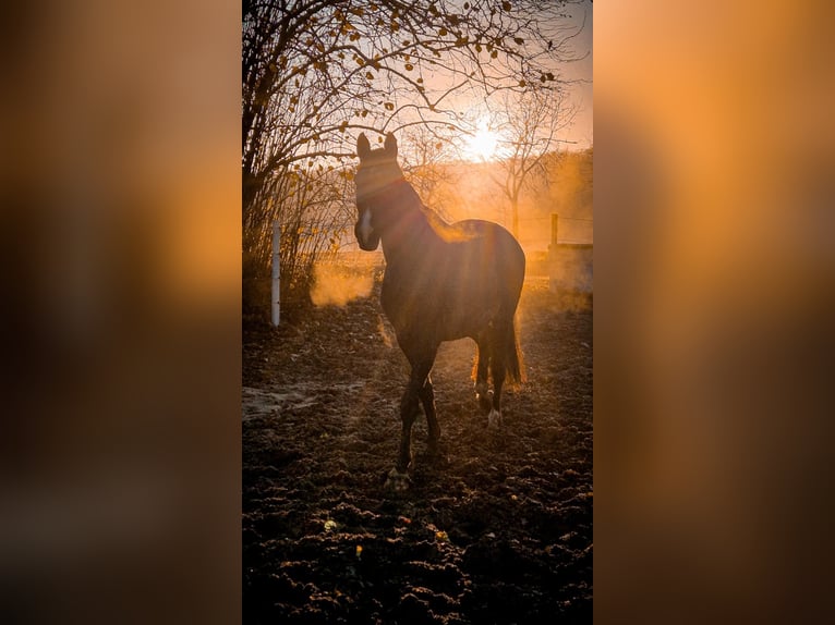 Hanoverian Mare 10 years 17.1 hh Black in Lienen