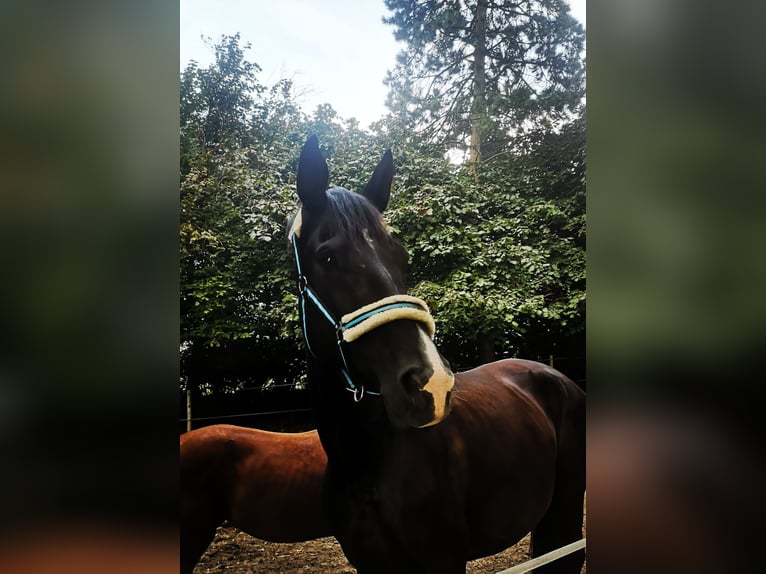 Hanoverian Mare 10 years 17.1 hh Black in Lienen