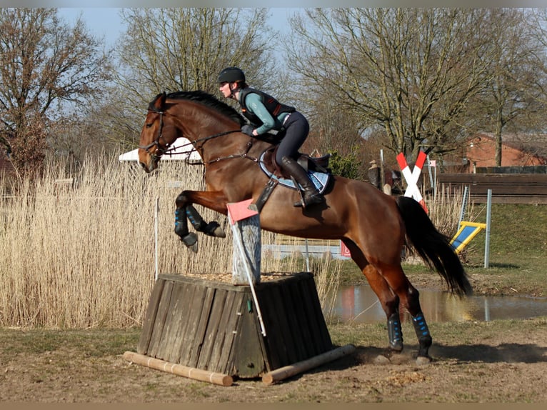 Hanoverian Mare 10 years 17.1 hh Brown in Norderstedt