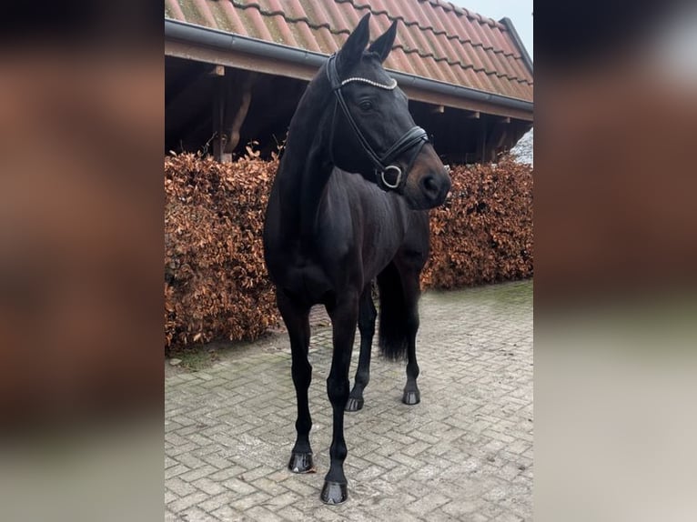 Hanoverian Mare 10 years 17 hh Bay-Dark in Rastede