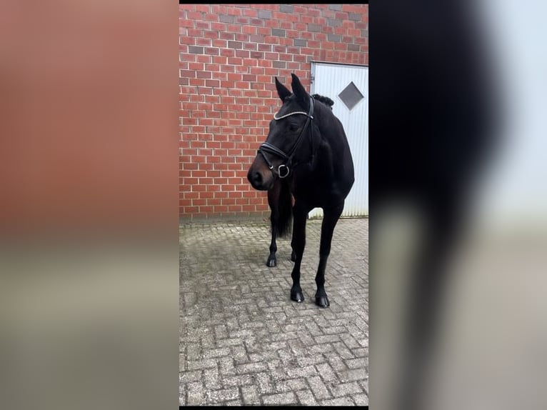 Hanoverian Mare 10 years 17 hh Bay-Dark in Rastede