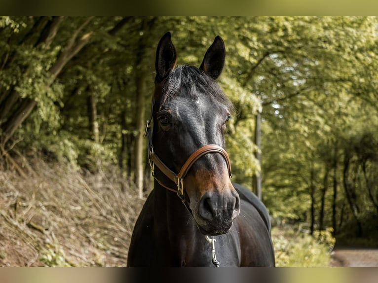 Hanoverian Mare 10 years 17 hh Bay-Dark in Marburg
