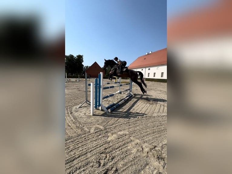 Hanoverian Mare 10 years 17 hh Bay-Dark in Willich