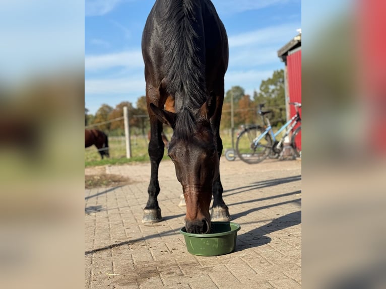 Hanoverian Mare 10 years 17 hh Bay-Dark in Willich