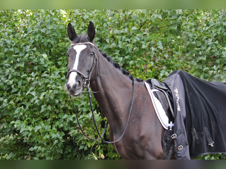 Hanoverian Mare 10 years 17 hh Black in Altenstadt