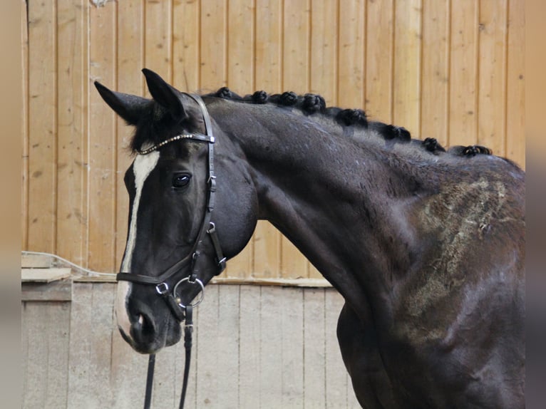 Hanoverian Mare 10 years 17 hh Black in Altenstadt