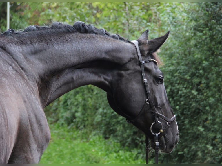 Hanoverian Mare 10 years 17 hh Black in Altenstadt