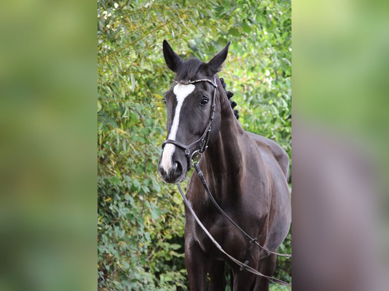 Hanoverian Mare 10 years 17 hh Black in Altenstadt