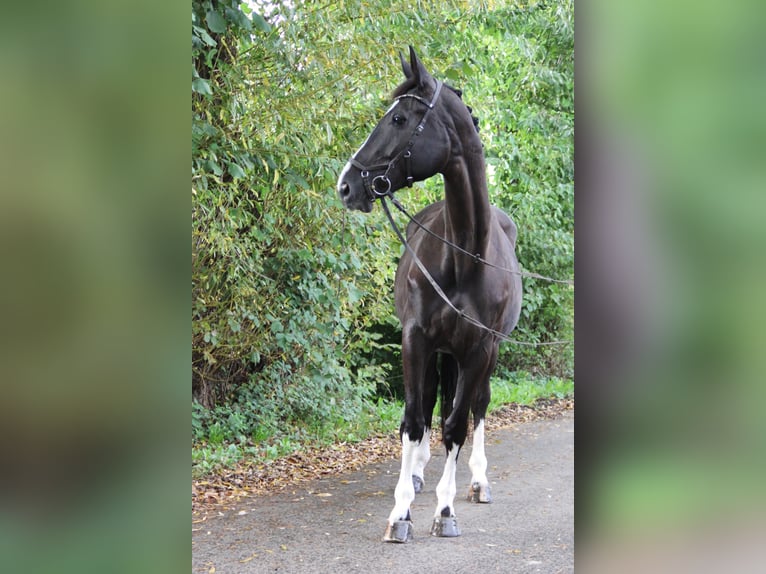 Hanoverian Mare 10 years 17 hh Black in Altenstadt