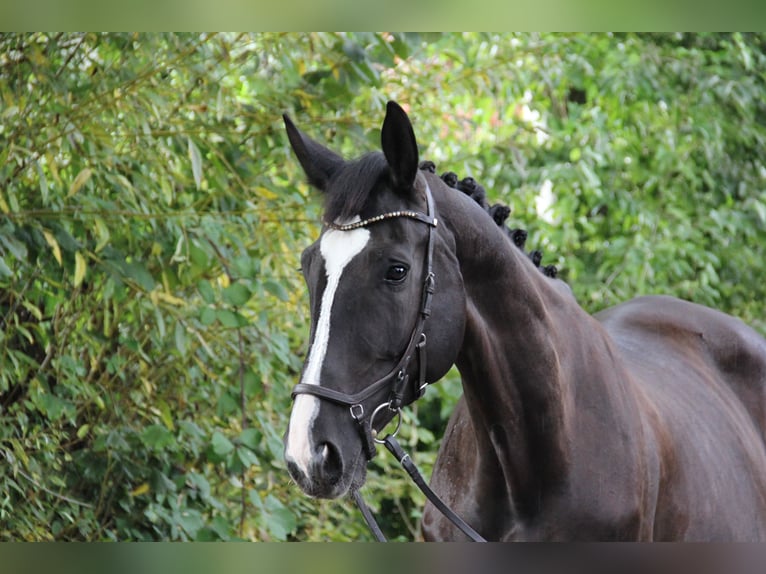 Hanoverian Mare 10 years 17 hh Black in Altenstadt