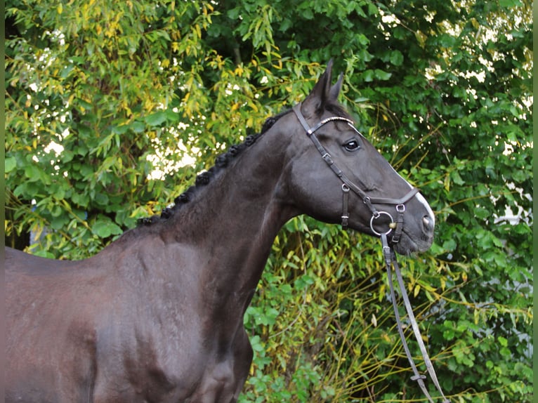 Hanoverian Mare 10 years 17 hh Black in Altenstadt