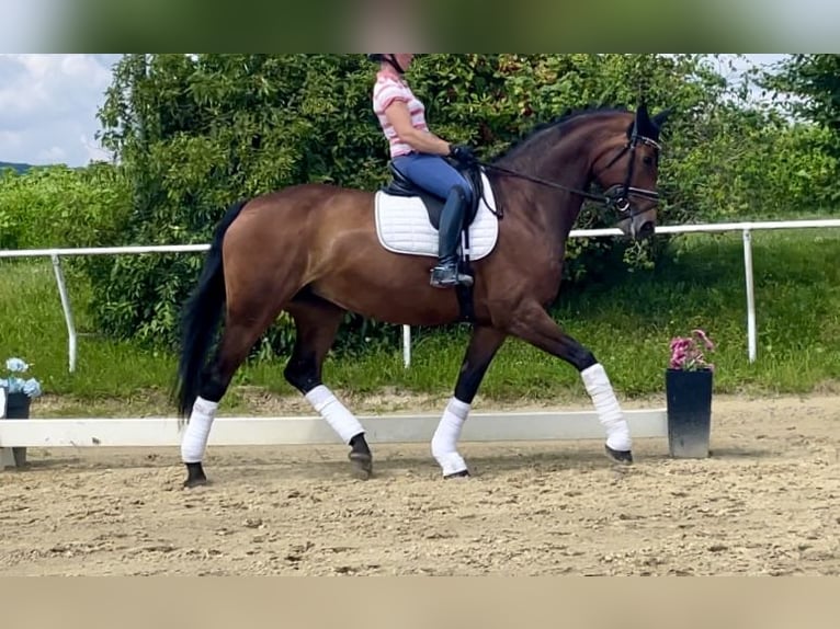 Hanoverian Mare 10 years 17 hh Brown in Neckargemünd