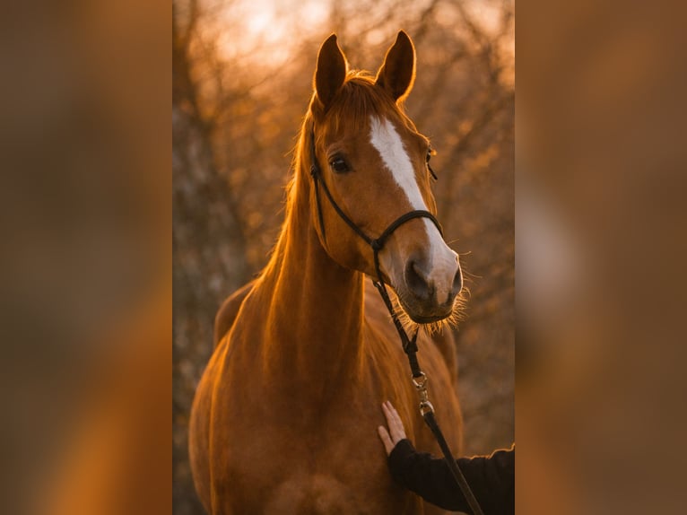 Hanoverian Mare 10 years 17 hh Chestnut in Lutzhorn