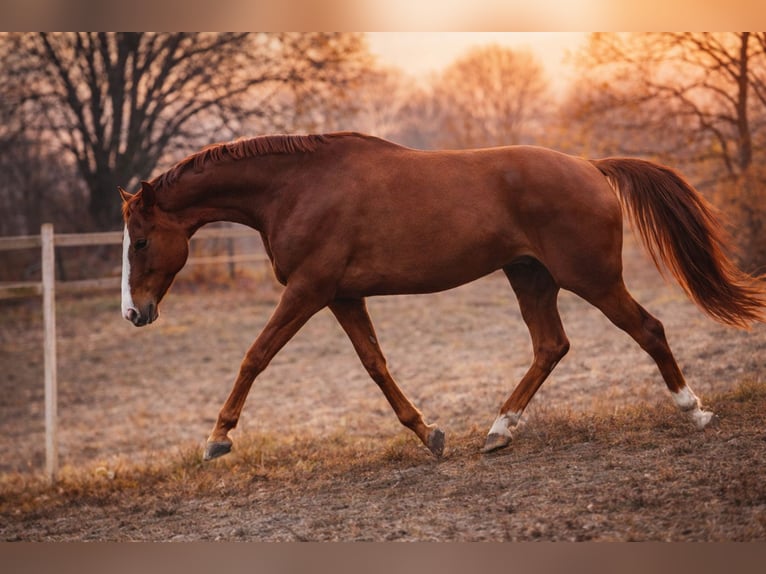 Hanoverian Mare 10 years 17 hh Chestnut in Lutzhorn