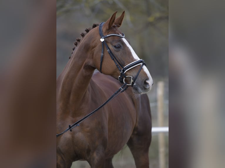 Hanoverian Mare 10 years 17 hh Chestnut in Jettingen