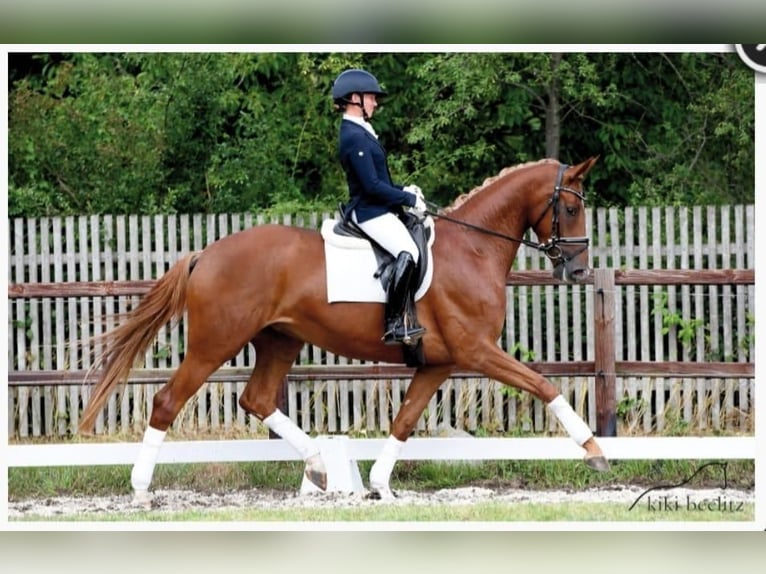 Hanoverian Mare 10 years 17 hh Chestnut in Falkensee