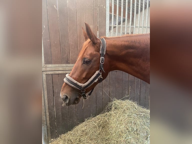 Hanoverian Mare 10 years 17 hh Chestnut in Falkensee