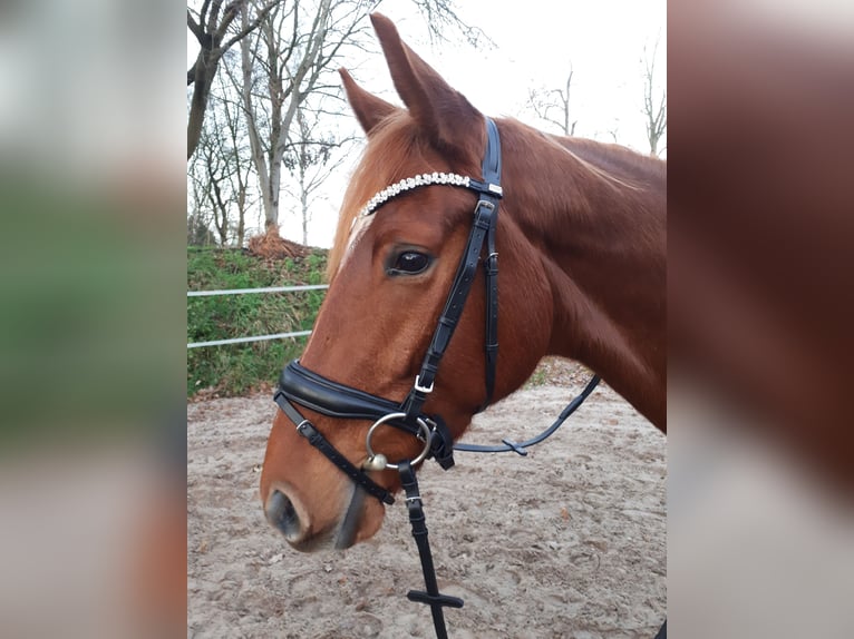 Hanoverian Mare 10 years 17 hh Chestnut-Red in Zetel Neuenburg