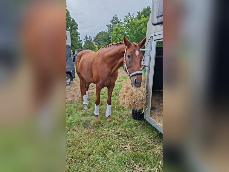 Hanoverian Mare 10 years 17 hh Chestnut-Red in Zetel Neuenburg